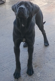 Cuccioli di Cane Corso