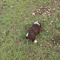 Cuccioli lagotto