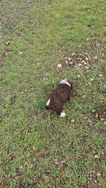 Cuccioli lagotto