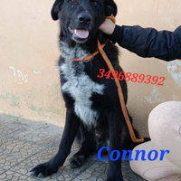 Connor da dare in adozione