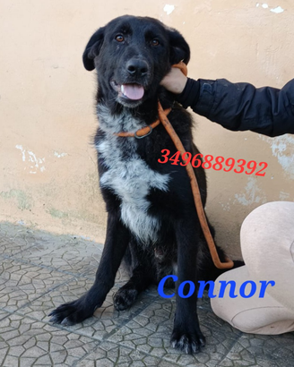 Connor da dare in adozione