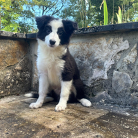 Cucciolo di border collie con pedigree top