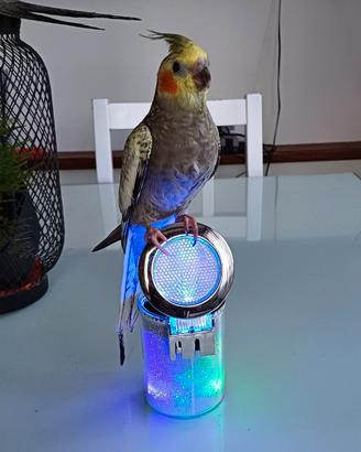 Pullo allevato a mano