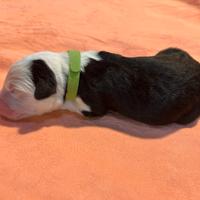 Cuccioli di Bobtail (provincia di Bologna)