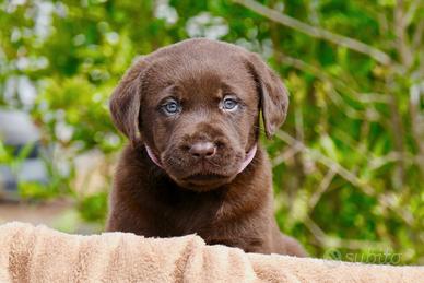 Cuccioli di Labrador Retriever