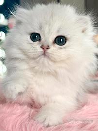 Gattino Scottish Fold Maschio