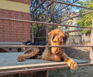 Cucciolona Airedale Terrier