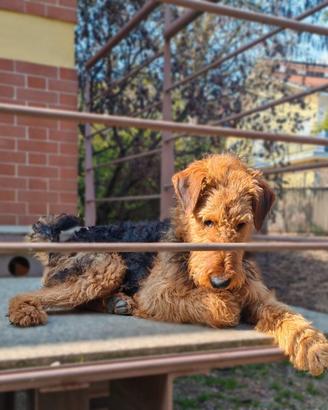 Cucciolona Airedale Terrier