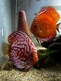 Coppia pesci discus