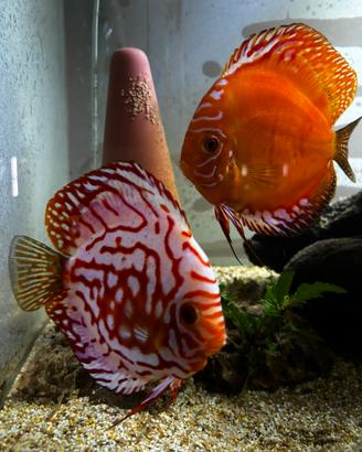 Coppia pesci discus