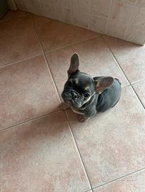 Cucciolo di bulldog francese