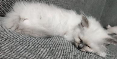 Cuccioli Sacro di Birmania