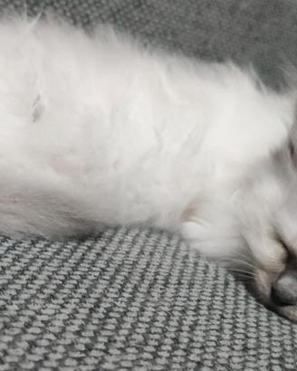 Cuccioli Sacro di Birmania