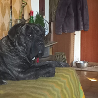 Cuccioli cane corso