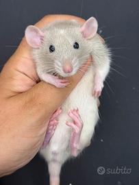 Cucciolotti di ratto domestico da compagnia