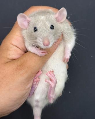Cucciolotti di ratto domestico da compagnia