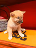 cuccioli-italiani-shiba-inu-
