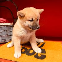 Cuccioli italiani ( shiba inu )