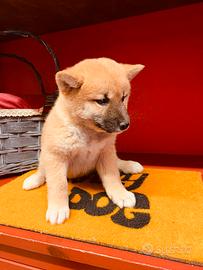 Cuccioli italiani ( shiba inu )