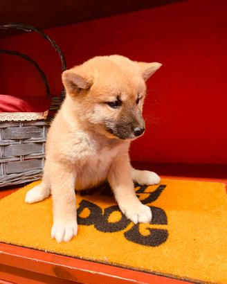 Cuccioli italiani ( shiba inu )