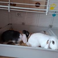 Coppia conigli ariete nano maschi