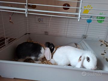 Coppia conigli ariete nano maschi