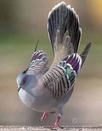 Tortore australiane
