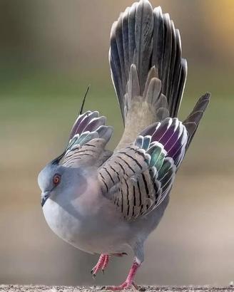 Tortore australiane