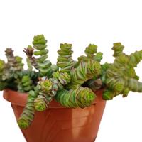 Crassula marnieriana pianta grassa con fiori