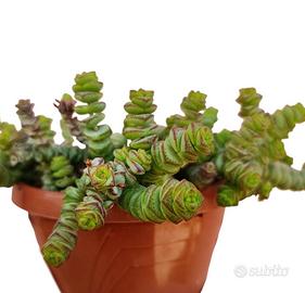 Crassula marnieriana pianta grassa con fiori