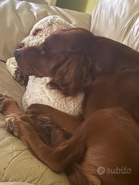 Setter irlandese di 4 anni buonissimo