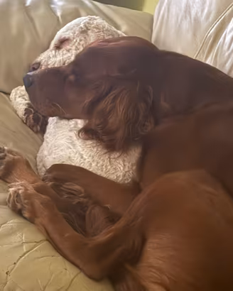 Setter irlandese di 4 anni buonissimo