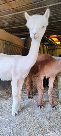 Alpaca femmine