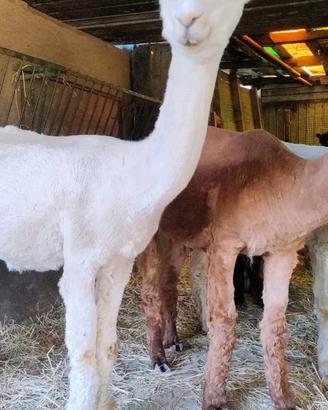 Alpaca femmine