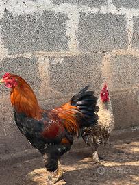 Galli in età riproduttiva