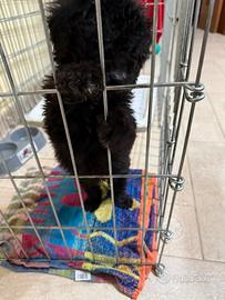 Barboncino nano colore nero