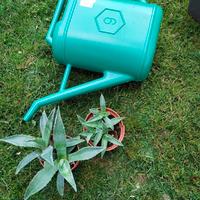 Piante grasse - succulente mix