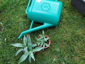 Piante grasse - succulente mix