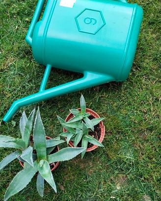 Piante grasse - succulente mix