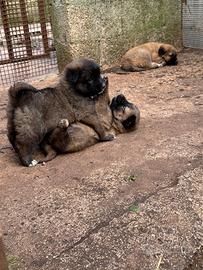 Cuccioli pastore del Caucaso