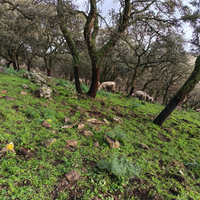 Vacche charolaise libro b