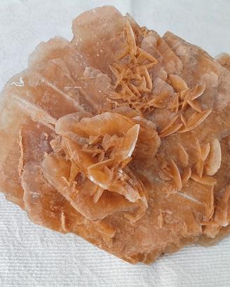 Rosa del Deserto