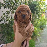 Barboncino purissimo