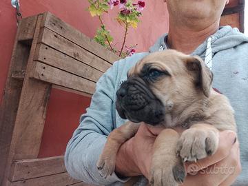 Cuccioli Cane Corso