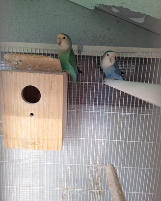Inseparabili