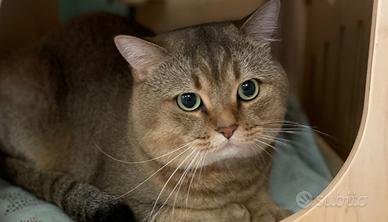 Scottish Straight Golden adulto