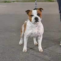 Disponibile per monta