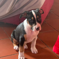 Cucciolo pitbull-bul terrier