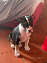 Cucciolo pitbull-bul terrier