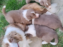 Border collie cuccioli pedigree